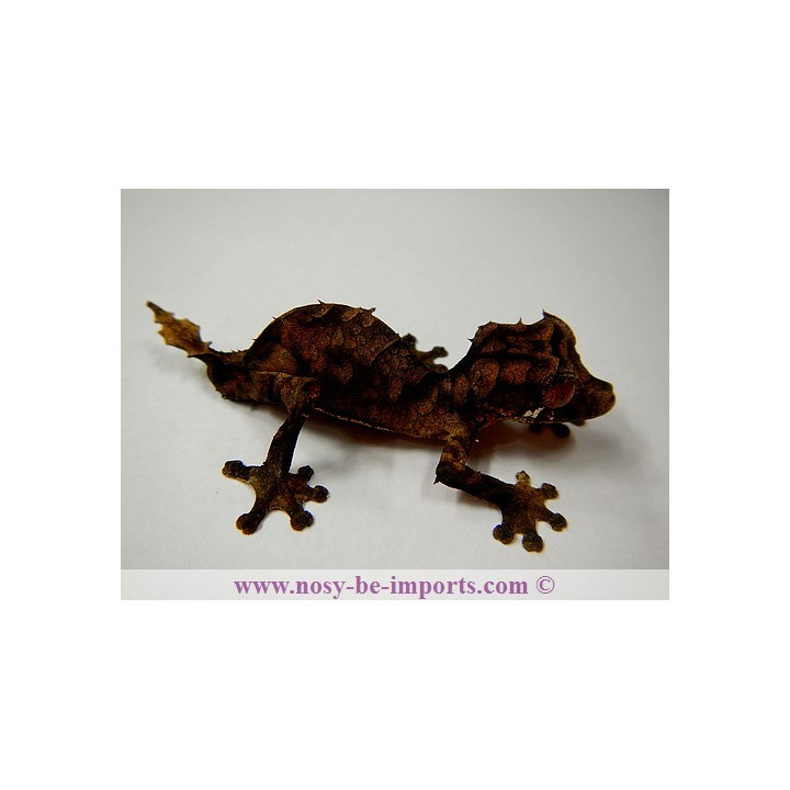 Uroplatus True Ebenaui