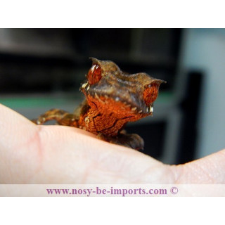 Uroplatus True Ebenaui