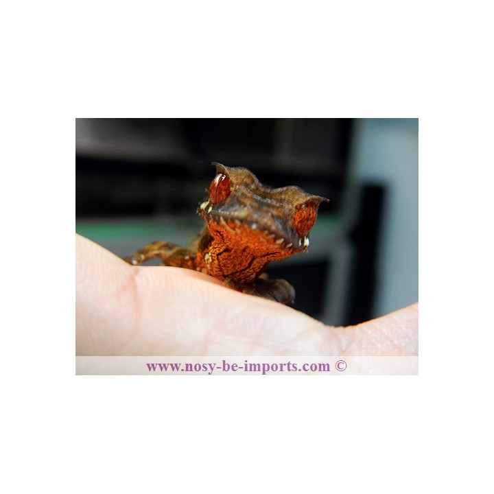 Uroplatus True Ebenaui