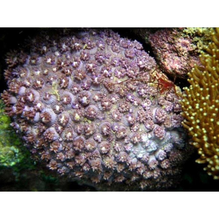 Goniopora sp. violet