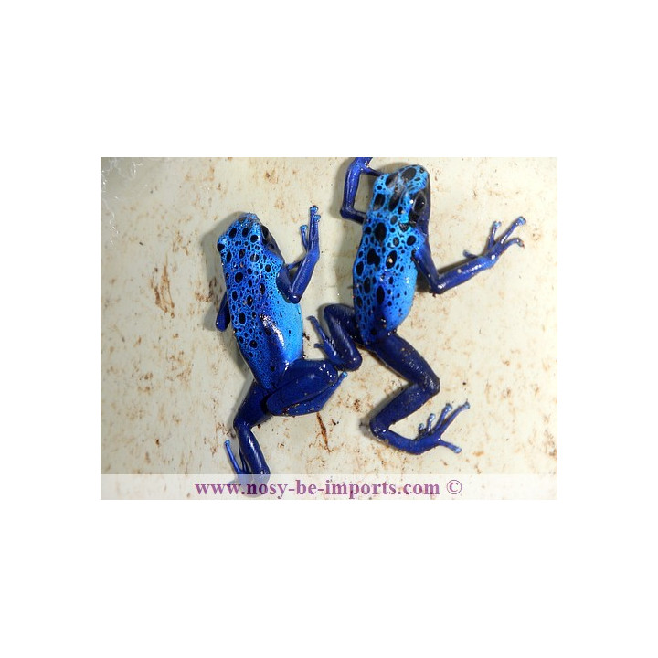 Dendrobates azureus - Dendrobates tinctorius Azureus