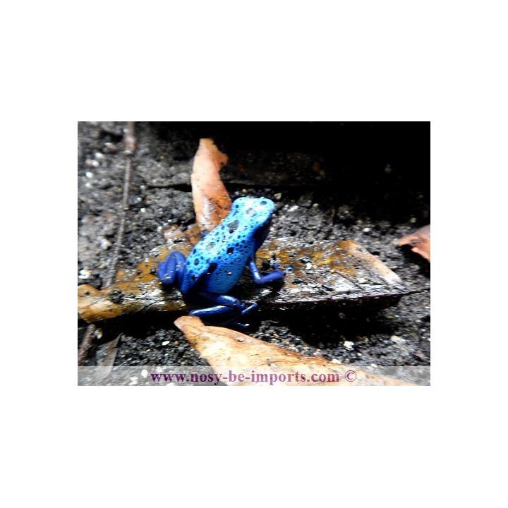 Dendrobates azureus - Dendrobates tinctorius Azureus