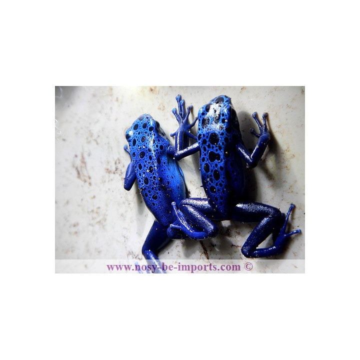 Dendrobates azureus - Dendrobates tinctorius Azureus