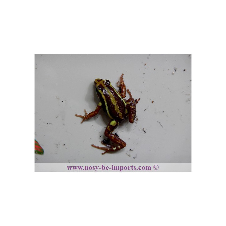 Epipedobates anthonyi