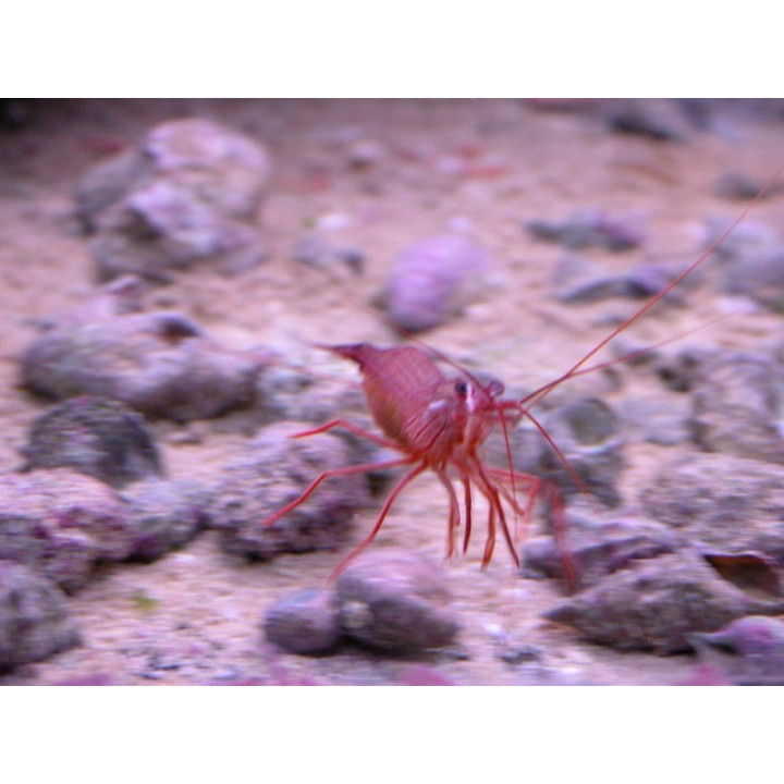 Lysmata wurdemanni - crevette anti aiptasia