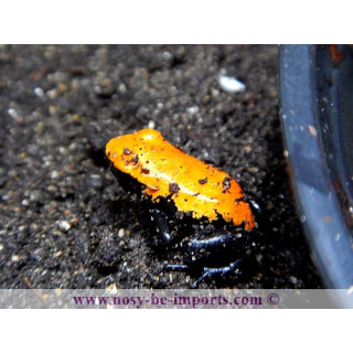 Adelphobates galactonotus