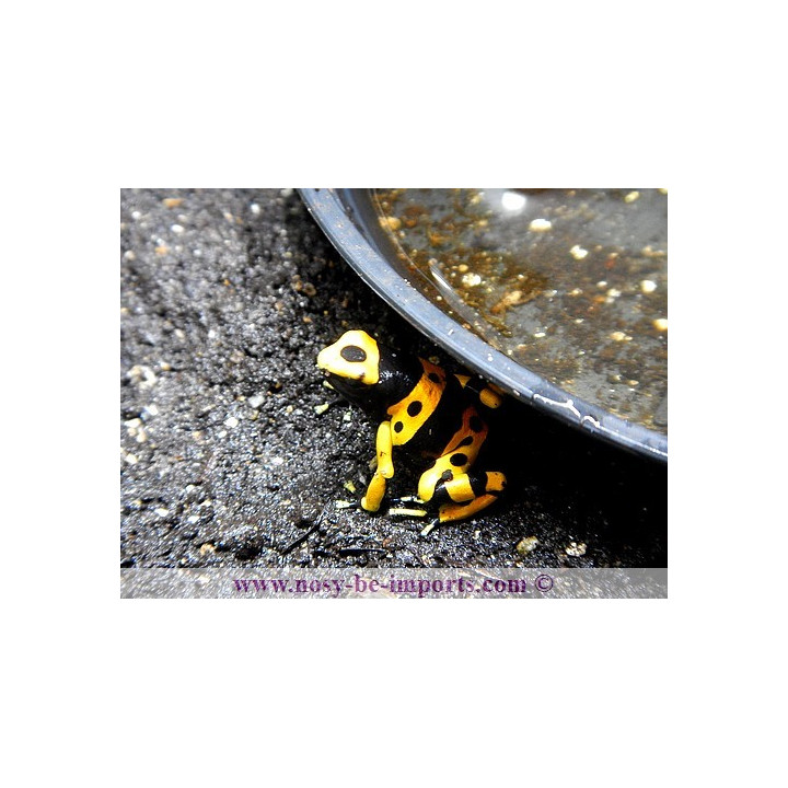Dendrobates leucomelas