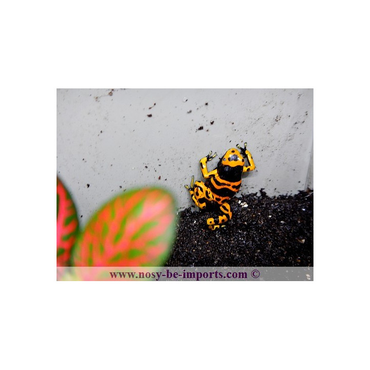 Dendrobates leucomelas