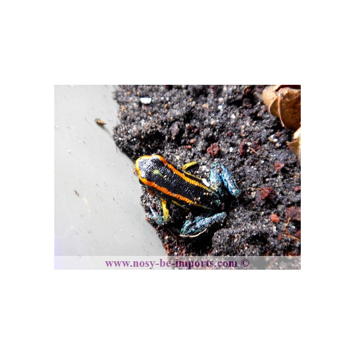 Hyloxalus azureiventris