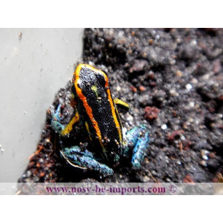 Hyloxalus azureiventris