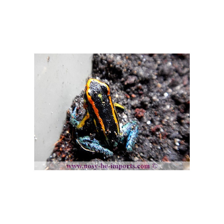 Hyloxalus azureiventris