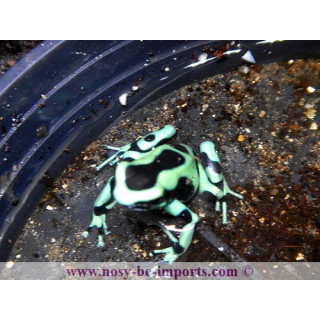 Dendrobates auratus