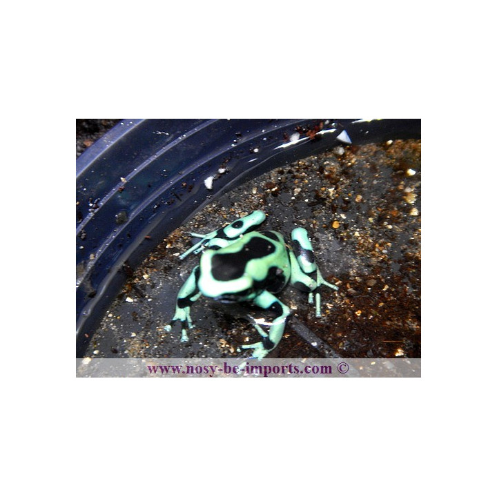 Dendrobates auratus