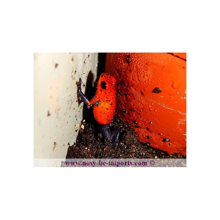Oophaga pumilio Blue Jean