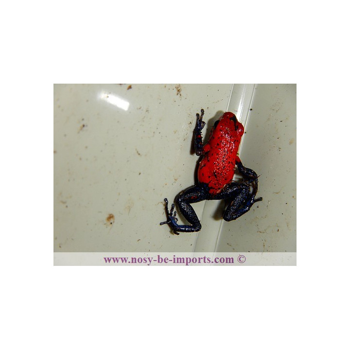 Oophaga pumilio Blue Jean