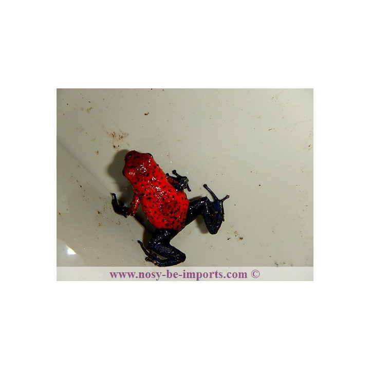 Oophaga pumilio Blue Jean
