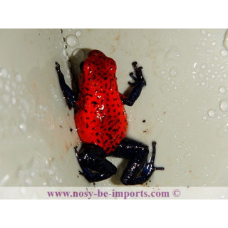 Oophaga pumilio Blue Jean