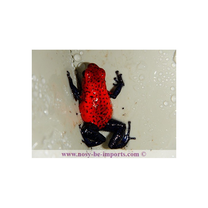 Oophaga pumilio Blue Jean