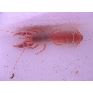 Axiopsis sp.