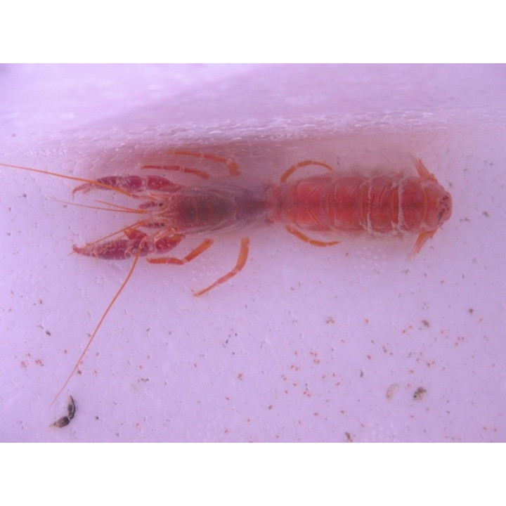 Axiopsis sp.