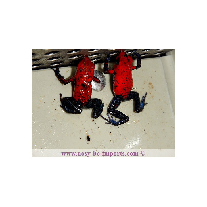 Oophaga pumilio Blue Jean