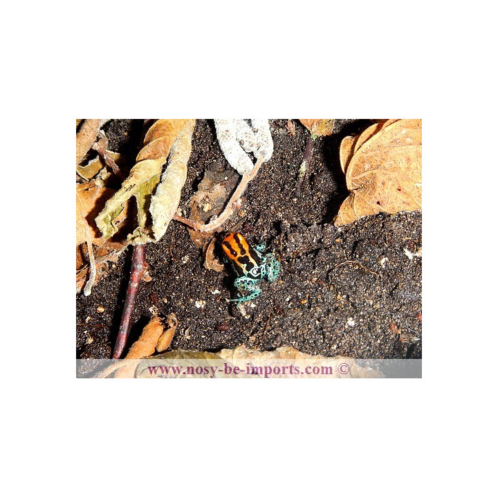 Ranitomeya amazonica Iquitos