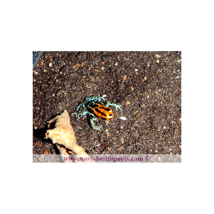 Ranitomeya amazonica Iquitos