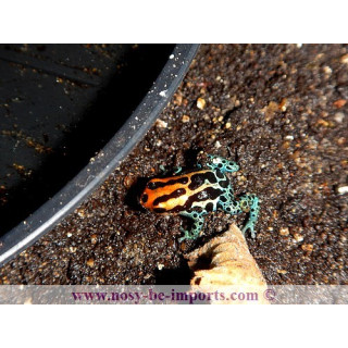 Ranitomeya amazonica Iquitos