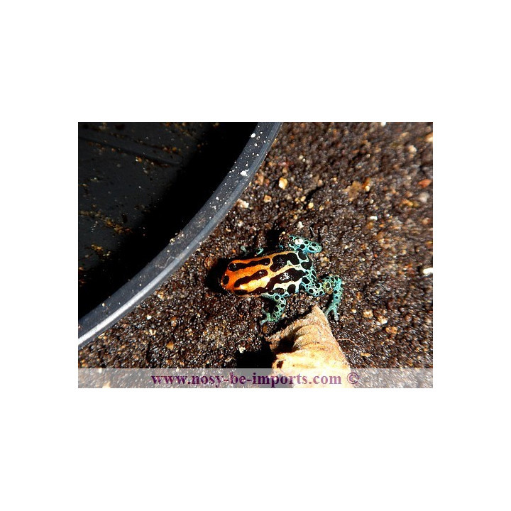 Ranitomeya amazonica Iquitos