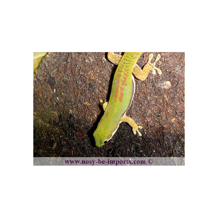 Phelsuma lineata