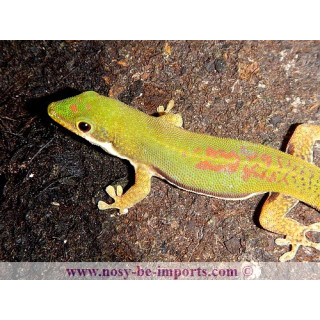 Phelsuma lineata