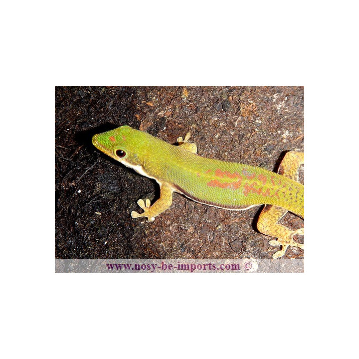 Phelsuma lineata