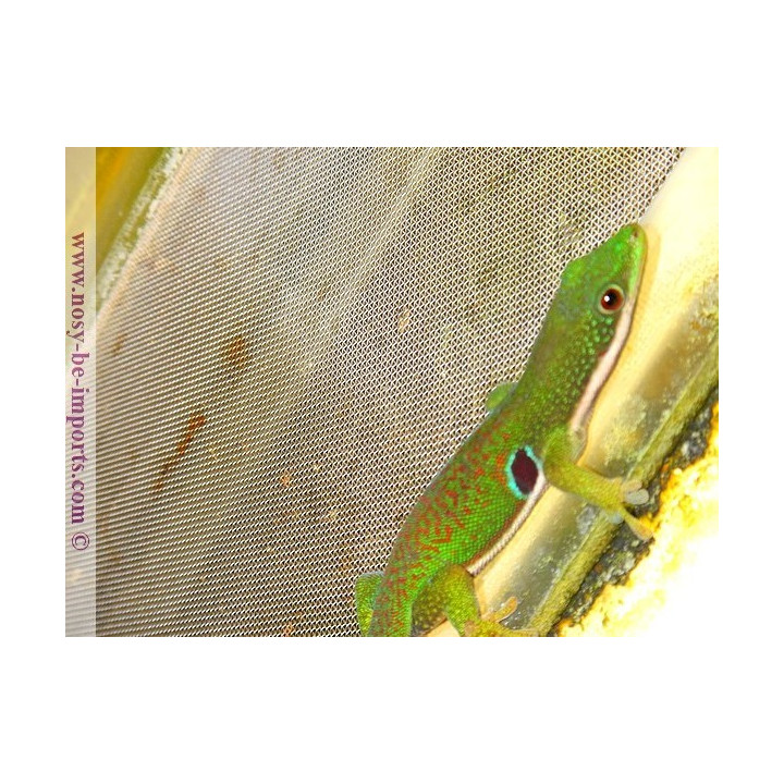 Phelsuma quadriocelatta