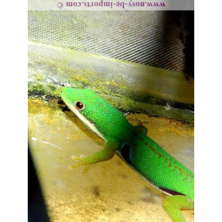 Phelsuma quadriocelatta