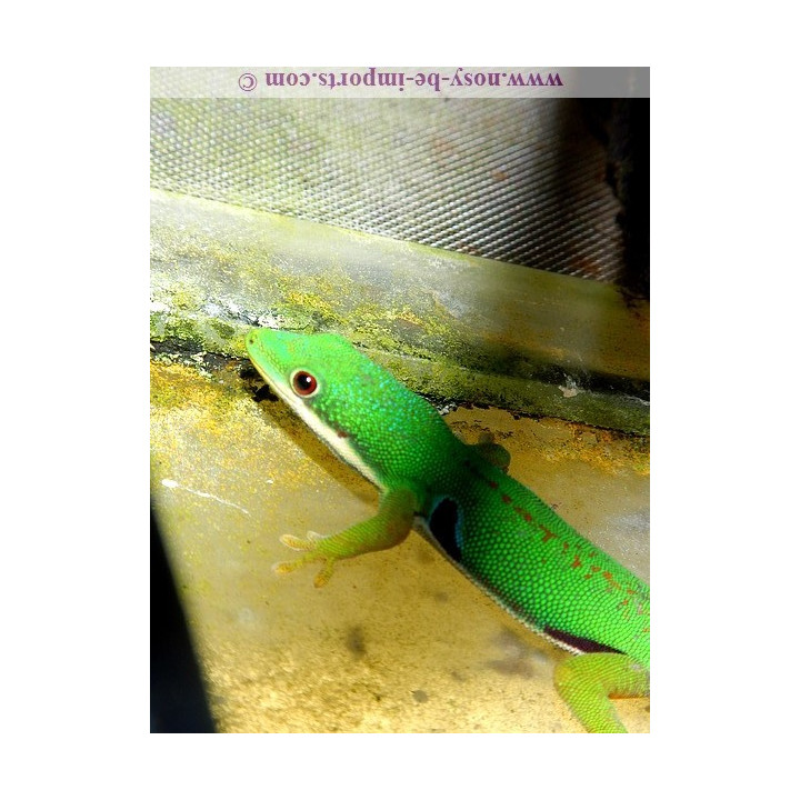 Phelsuma quadriocelatta