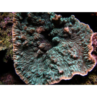 Merulina ampliata vert fluo