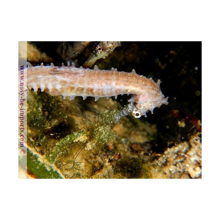 Hippocampus barbouri
