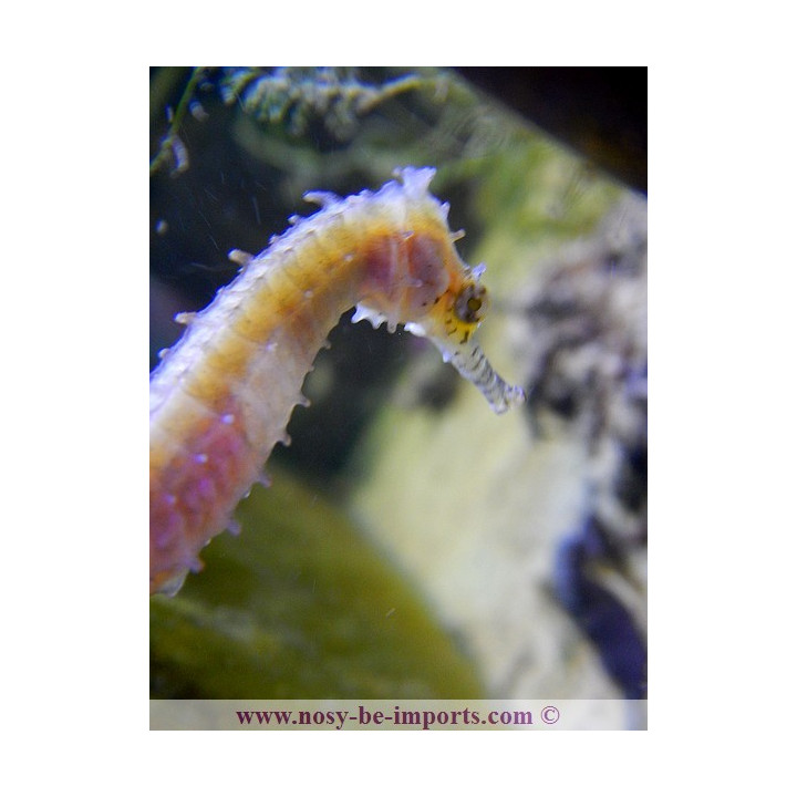 Hippocampus barbouri