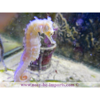 Hippocampus barbouri