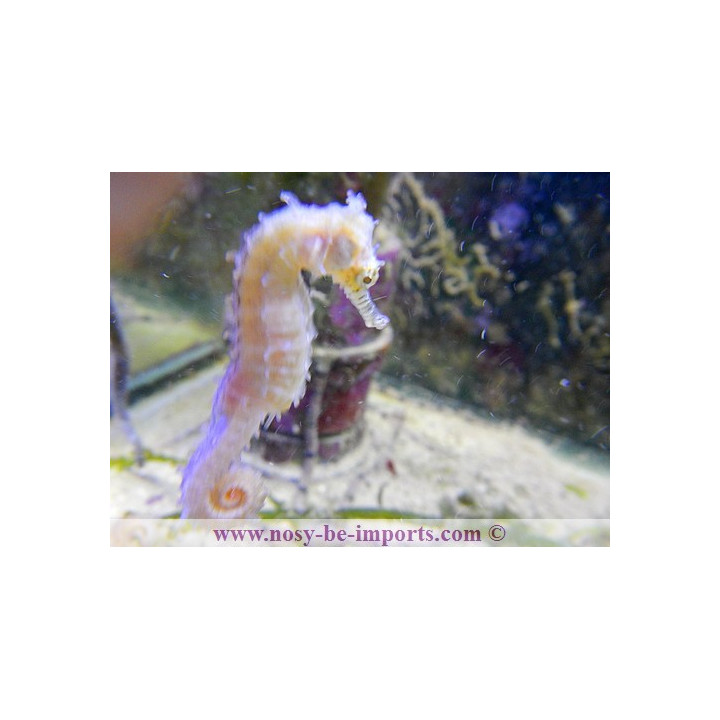 Hippocampus barbouri