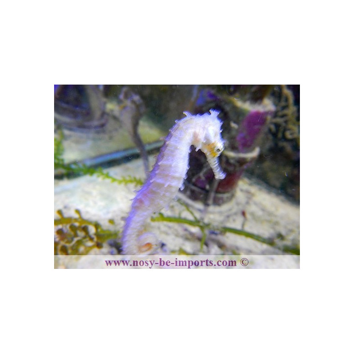 Hippocampus barbouri