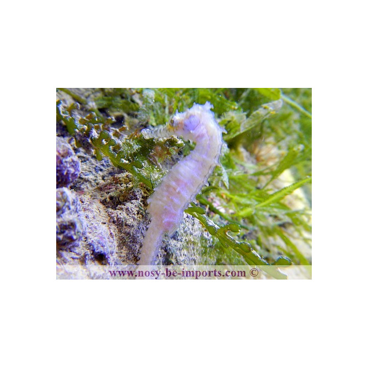 Hippocampus barbouri