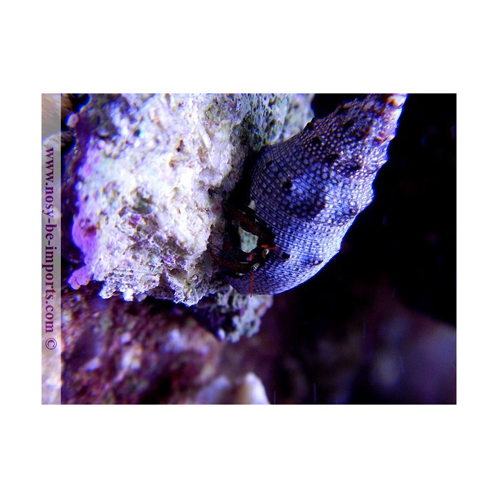 Clibanarius digueti