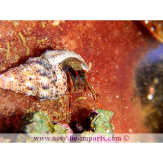 Clibanarius digueti