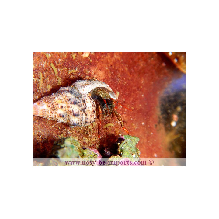 Clibanarius digueti