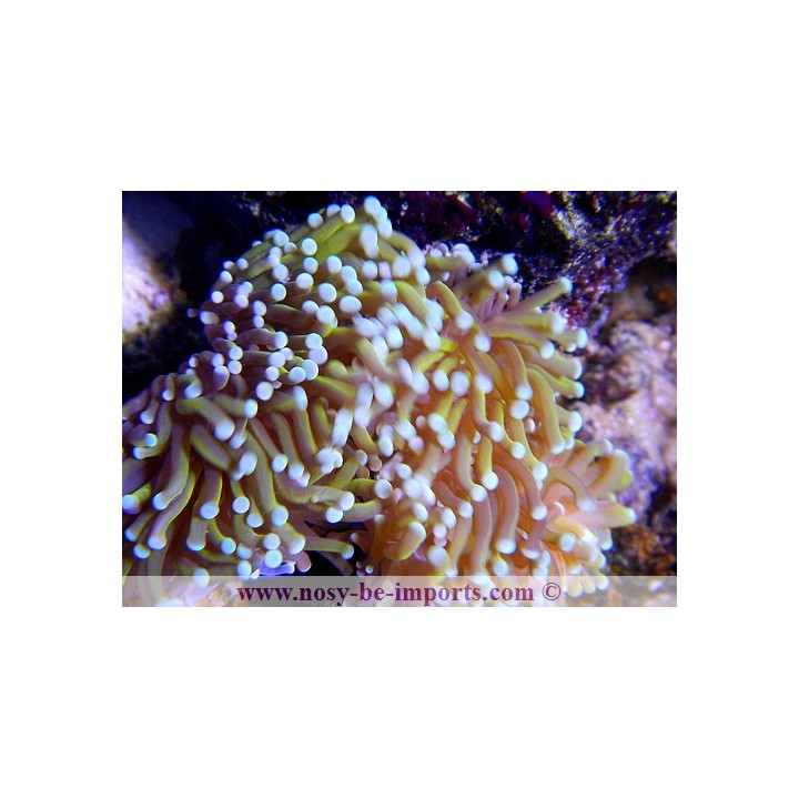 Euphyllia glabrescens orange