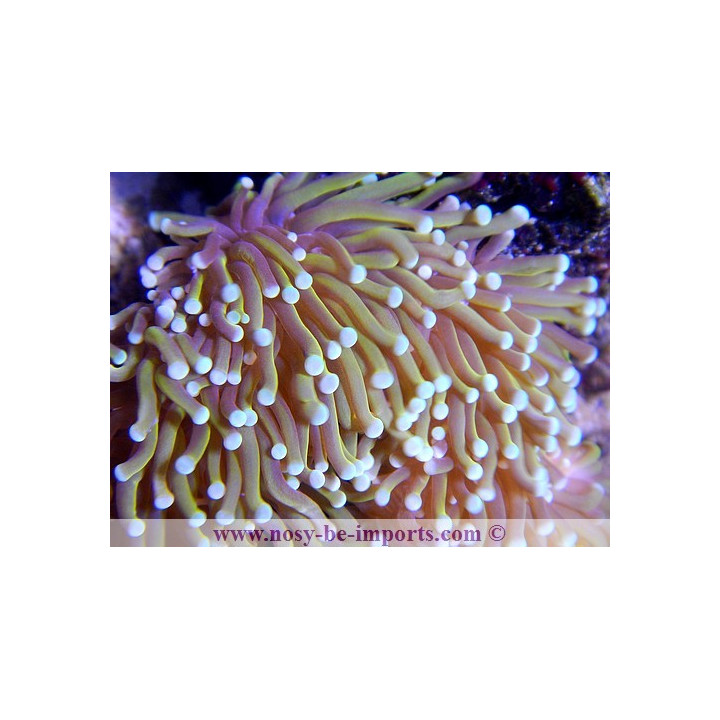 Euphyllia glabrescens orange