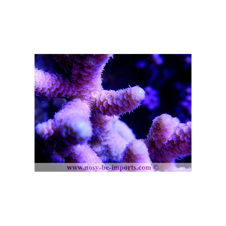 Acropora prostrata