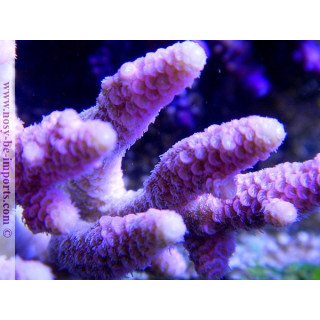 Acropora prostrata