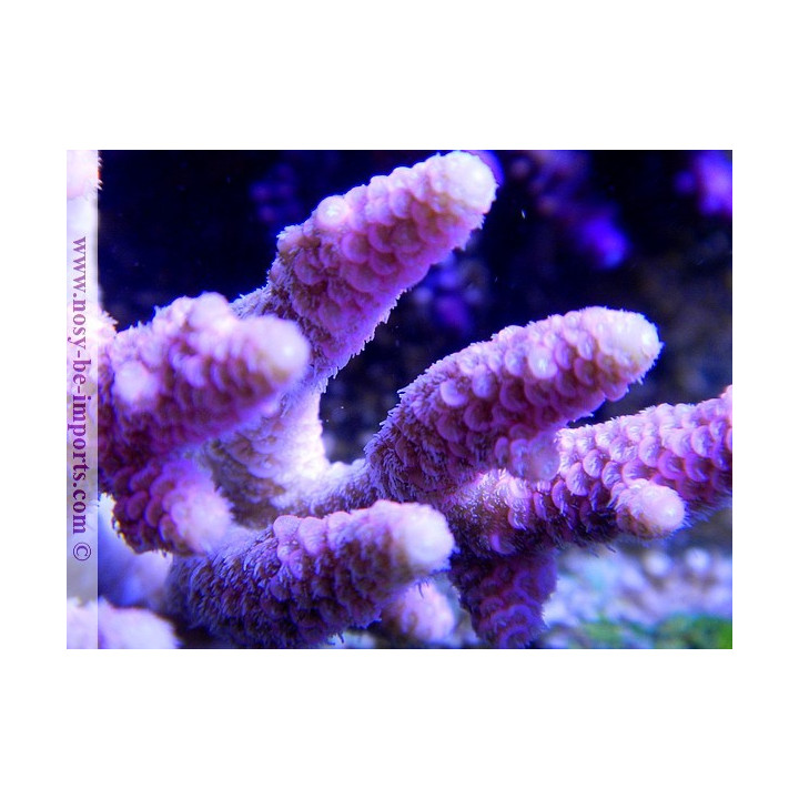 Acropora prostrata